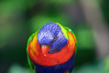 Close up of a Lorikeet perched on a branch