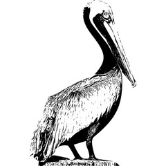 Pelican Black and White Vector