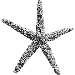 Starfish detailed 