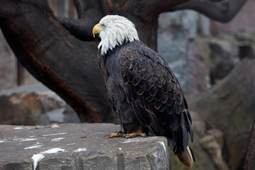 eagle, symbol of america