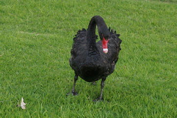 ブラックスワン