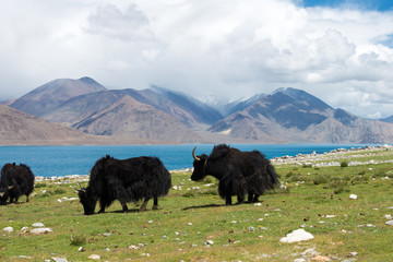 Ladakh, India - Aug 08 2019 - Yak at Pangong Lake in Ladakh, Jammu and Kashmir, India. The Lake is an endorheic lake in the Himalayas situated at a height of about 4350m.