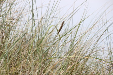 Düne 