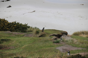 Einsamer Pinguin am Strand - Falklandinseln Gypsy Cove