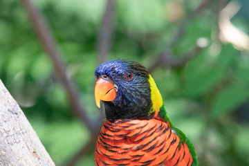 Close up of a Lorikeet perched on a branch