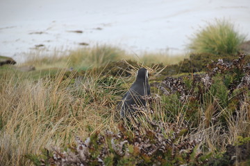 Nistender Pinguin auf Falklandinseln - mit Stroh im Schnabel