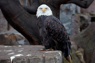 eagle, symbol of america