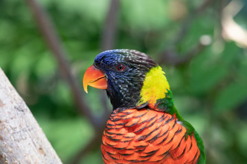Close up of a Lorikeet perched on a branch