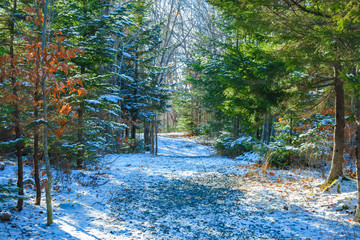snowy trail in the woods