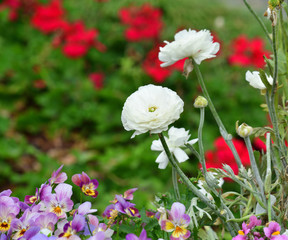 small white rose with blurred background