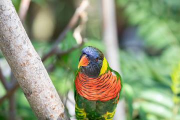 Close up of a Lorikeet perched on a branch