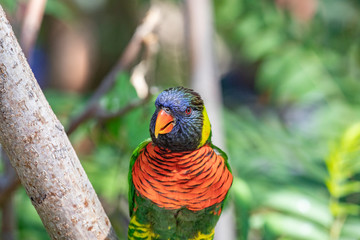Close up of a Lorikeet perched on a branch