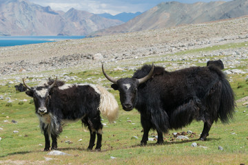 Ladakh, India - Aug 08 2019 - Yak at Pangong Lake in Ladakh, Jammu and Kashmir, India. The Lake is an endorheic lake in the Himalayas situated at a height of about 4350m.