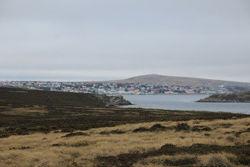 gypsy Cove auf den Falklandinseln - Antarktis Reise