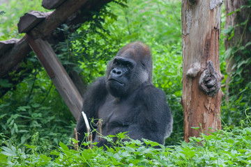 An old silverback gorilla sitting next to a tree in the middle of some grassland