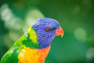 Close up of a Lorikeet perched on a branch