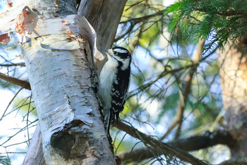 woodpecker on a birch tree