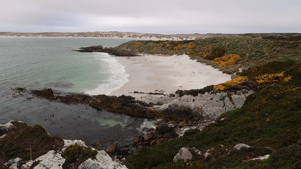 Fototapeta na wymiar gypsy Cove auf den Falklandinseln - Antarktis Reise
