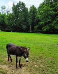 Esel auf der Wiese