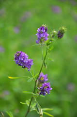 The field is blooming alfalfa