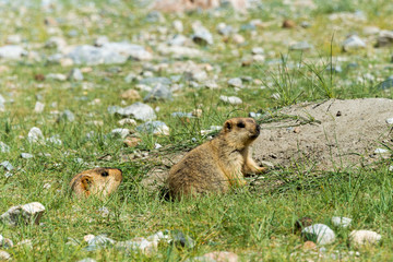 Ladakh, India - Aug 08 2019 - Himalayan Marmot at Pangong Lake in Ladakh, Jammu and Kashmir, India. The Lake is an endorheic lake in the Himalayas situated at a height of about 4350m.