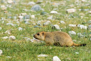 Ladakh, India - Aug 08 2019 - Himalayan Marmot at Pangong Lake in Ladakh, Jammu and Kashmir, India. The Lake is an endorheic lake in the Himalayas situated at a height of about 4350m.
