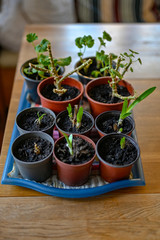 plants indoors during cold springtime in sweden