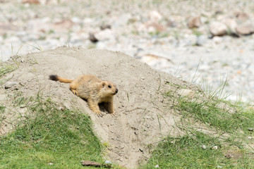 Ladakh, India - Aug 08 2019 - Himalayan Marmot at Pangong Lake in Ladakh, Jammu and Kashmir, India. The Lake is an endorheic lake in the Himalayas situated at a height of about 4350m.