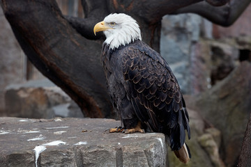 eagle, symbol of america