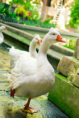Snow goose in the Cathedral of Saint Eulalia, Barcelona.