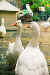 Snow goose in the Cathedral of Saint Eulalia, Barcelona.