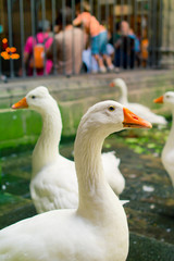 Snow goose in the Cathedral of Saint Eulalia, Barcelona.