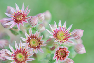 Obraz premium bright macro photo of red blooming sempervivum succulent