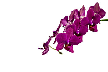 Branch of beautiful dark purple orchid flower Phalaenopsis Destiny, known as the Moth Orchid or Phal, isolated on white background. Lovely idea for any design, place for your text