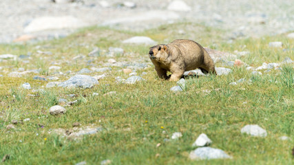 Ladakh, India - Aug 08 2019 - Himalayan Marmot at Pangong Lake in Ladakh, Jammu and Kashmir, India. The Lake is an endorheic lake in the Himalayas situated at a height of about 4350m.