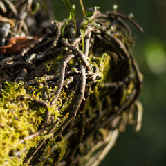 Gentle light over roots and moss