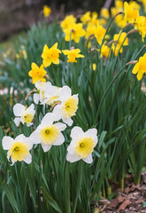 Beautiful white and yellow daffodils blooming in the spring garden. Selective focus, vertical picture