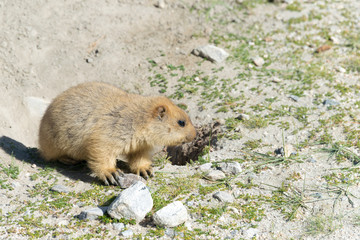 Ladakh, India - Aug 08 2019 - Himalayan Marmot at Pangong Lake in Ladakh, Jammu and Kashmir, India. The Lake is an endorheic lake in the Himalayas situated at a height of about 4350m.