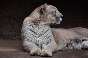 Naklejka premium Portrait of Beautiful Puma. Cougar, mountain lion, puma, panther, striking pose, scene in the woods, wildlife America
