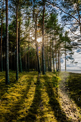 Path in the forest, sun and blue sky