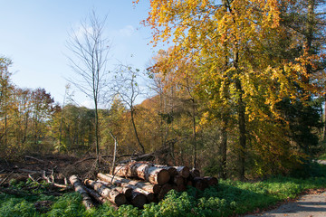 Wanderung auf dem Patensteig im Extertal. Das liegt im Naturpark Teutoburger Wald, Eggegebirge im Lipperland