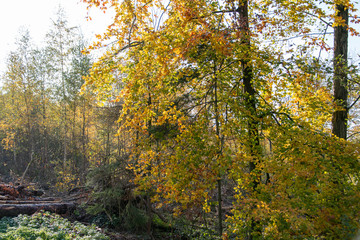 Wanderung auf dem Patensteig im Extertal. Das liegt im Naturpark Teutoburger Wald, Eggegebirge im Lipperland