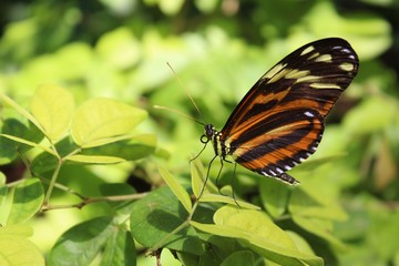 butterfly on flower