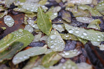 raindrops on a leaf