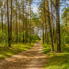 Forest road to the beach on the Zaslavl water reservoir.