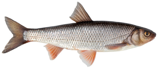 Freshwater fish isolated on white background closeup. The common dace, also known as  dace or the...