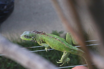 iguana