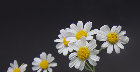 daisy flowers on a dark background close-up closeup place for text