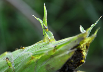 On a corn cob Western corn beetle