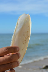 Hand holding large white internal shell cuttlebone from sepiidae sea animal in front of ocean